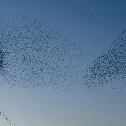 birds-1200x628.jpg