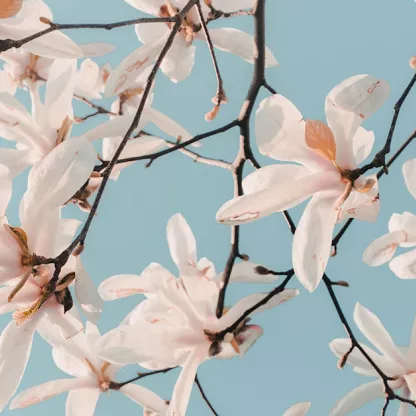 blossom-1200x628.jpg