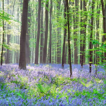 bluebells_shutterstock_29083774.jpg