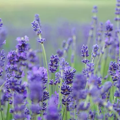 lavender-1200x628.jpg